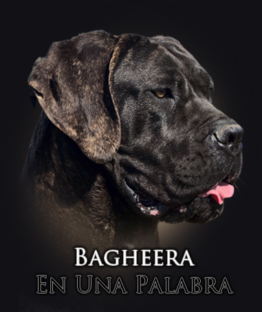 bagheera-iko