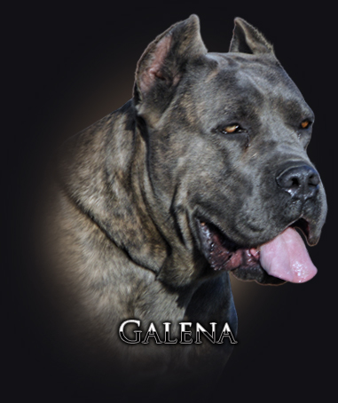 galena-iko26