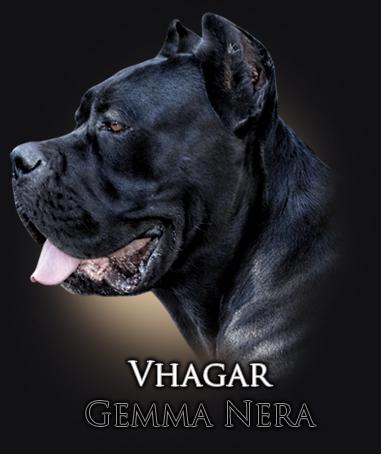 vhaghar-iko26